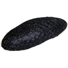Doughnut Hair Bun Eurostil Filling Black -  Beauty, Hair care -  Eurostil.